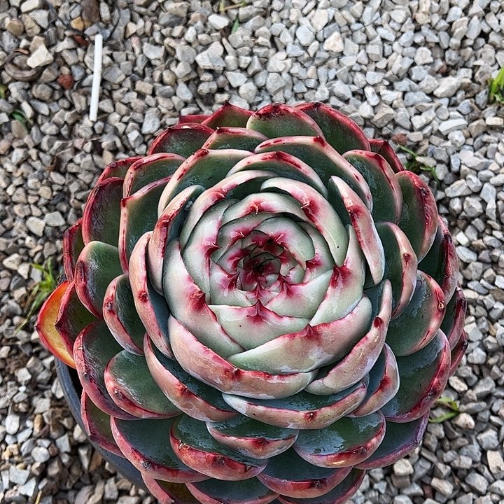 惊鸿仙子一物一拍，17厘米左右