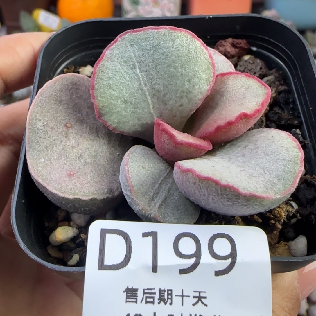 爱沙。      199。     