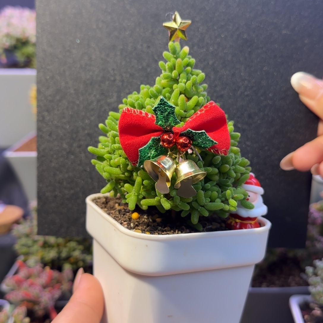 dy1135圣诞树蜜橘直杆带配件