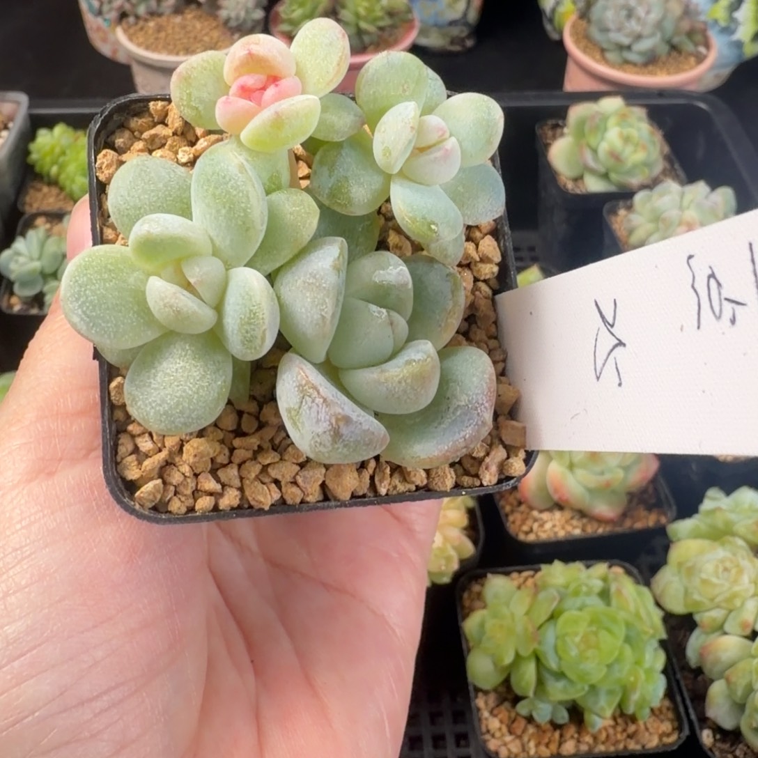 三***夜三点一颗糖心冰玉包邮