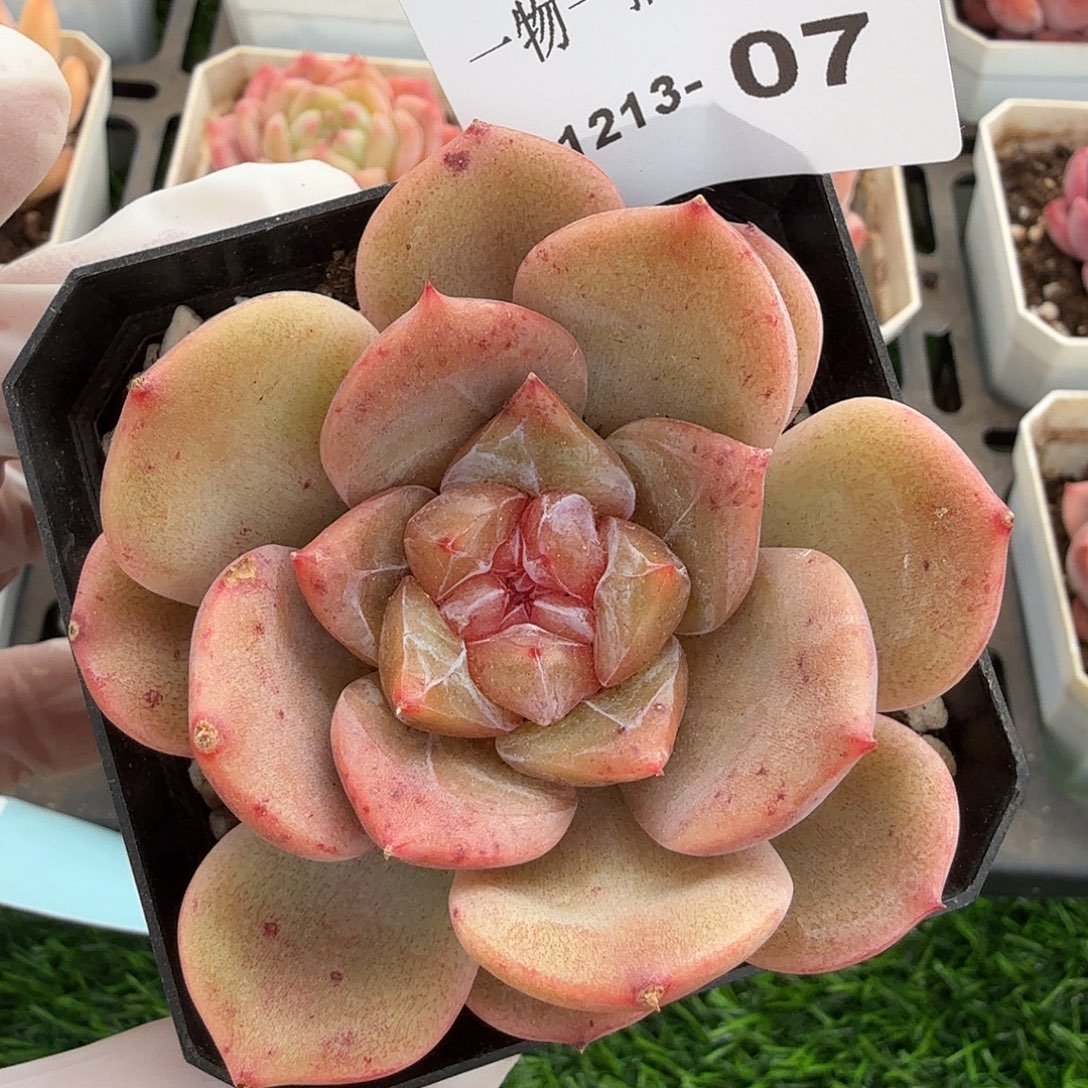 1213-07多肉一物一拍