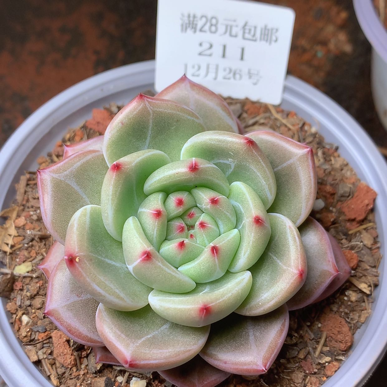 【闪购商品】云211号香槟杂