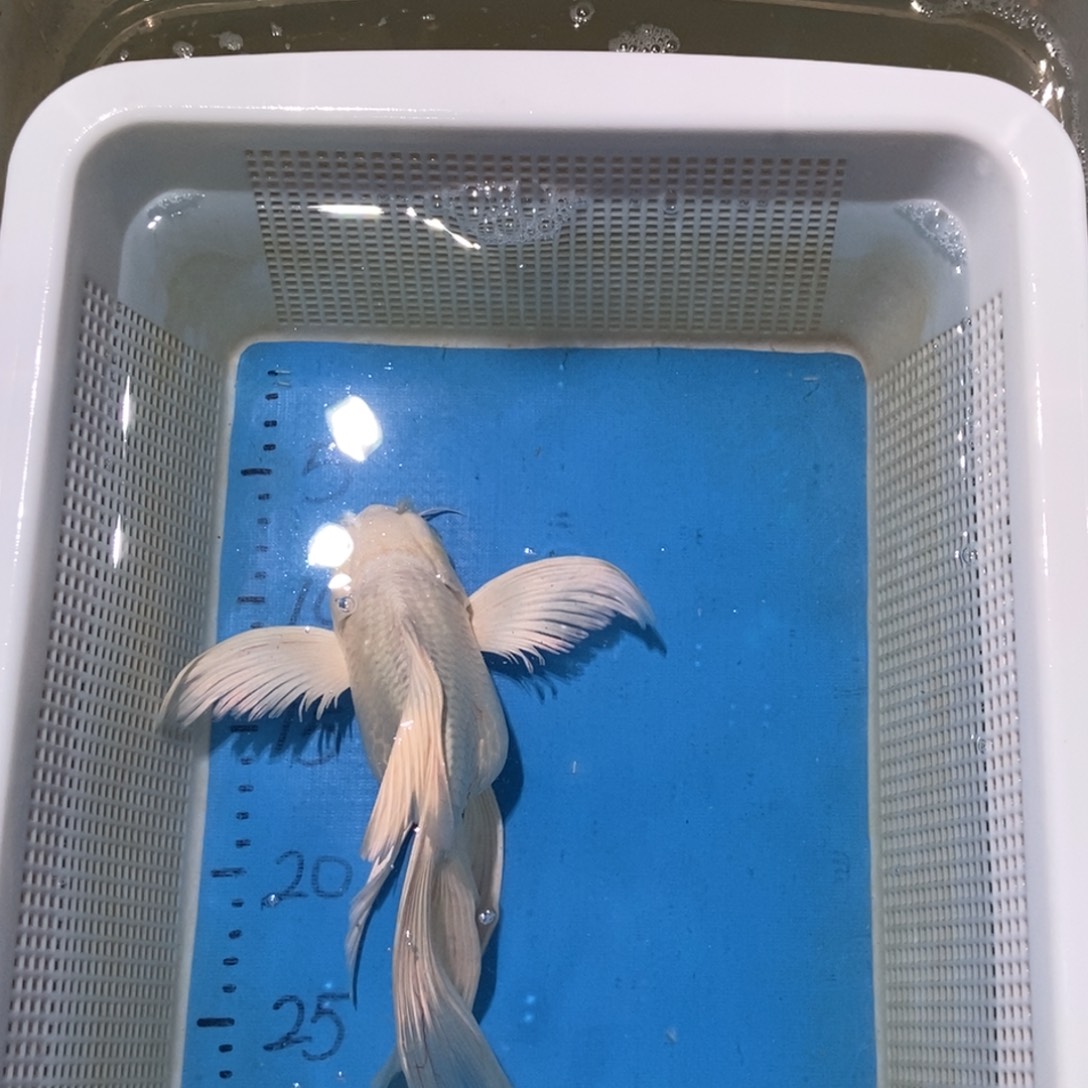 锦鲤球体白蝶包邮包售后