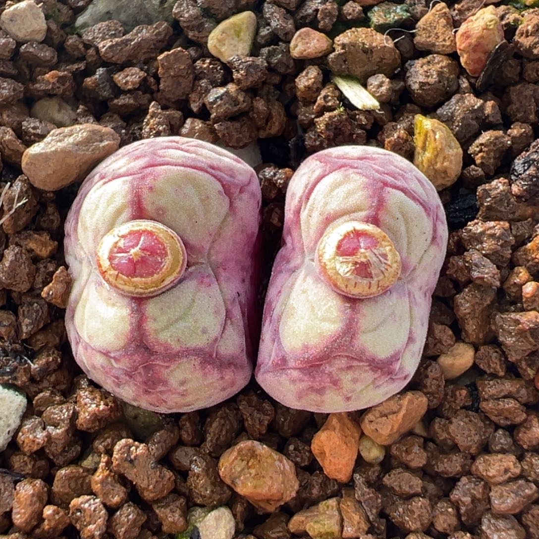 64多肉植物八重亘基