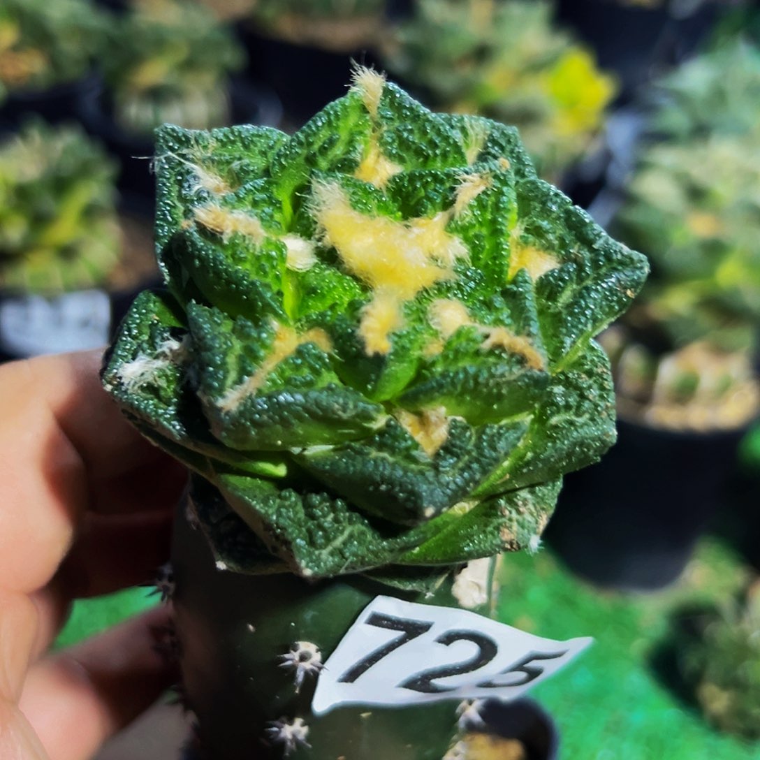 无花朵福利辛顿牡丹725