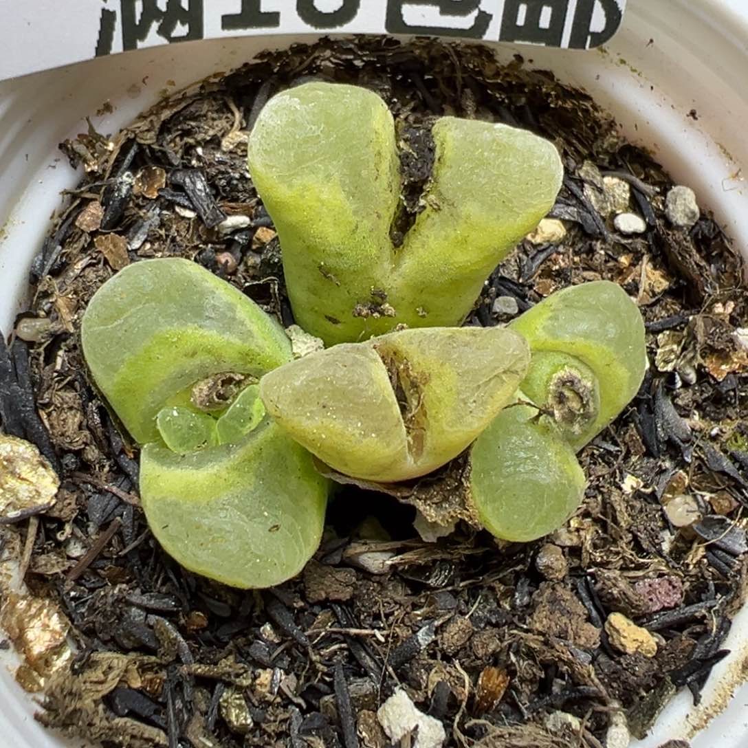 【闪购商品】462……