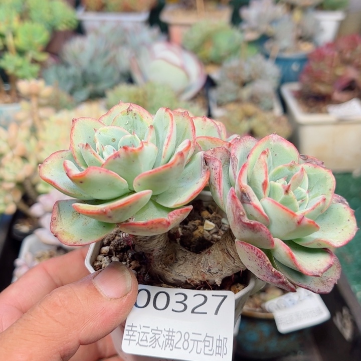 幸运的是我的朋友