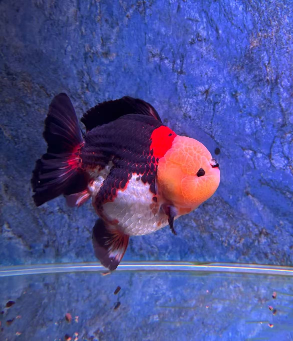 （开箱视频售后）玛丽泰狮百褶金鱼短尾元宝鱼（直播间马印灯效果）