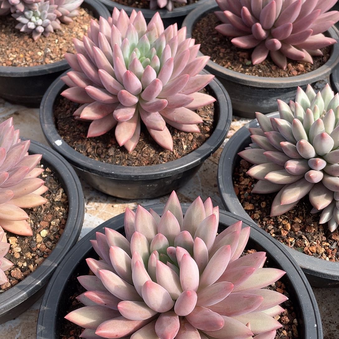 水晶球杂单双群15-18厘米可挑