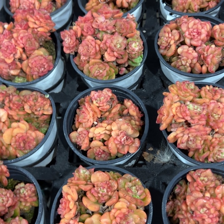 新疆包邮 蜡牡丹