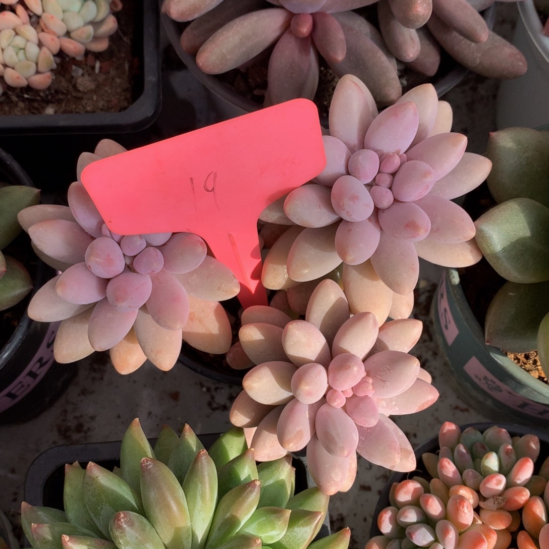 粉色恋人7272727272737