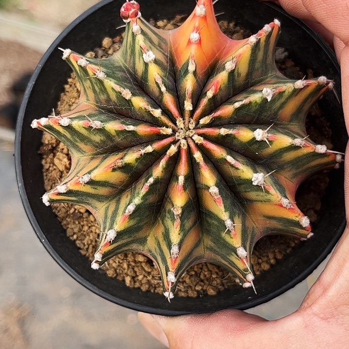 乖***猫花友专拍一物一拍001