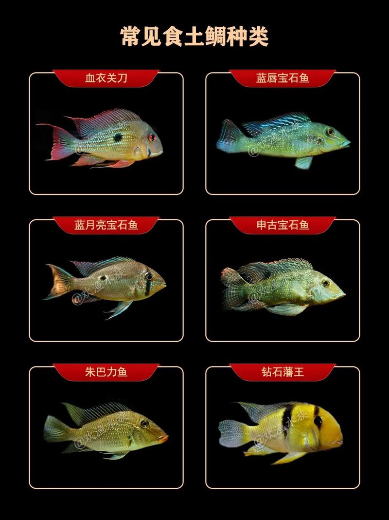 《直播间组合链接》 活体发货  戏水小鱼