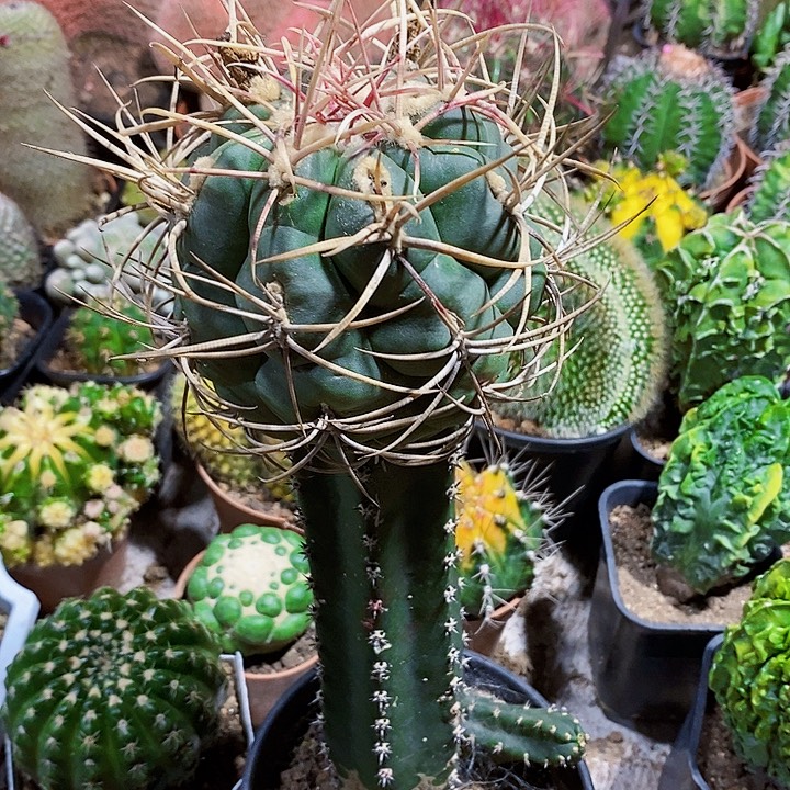 大冠龙111111111111411个