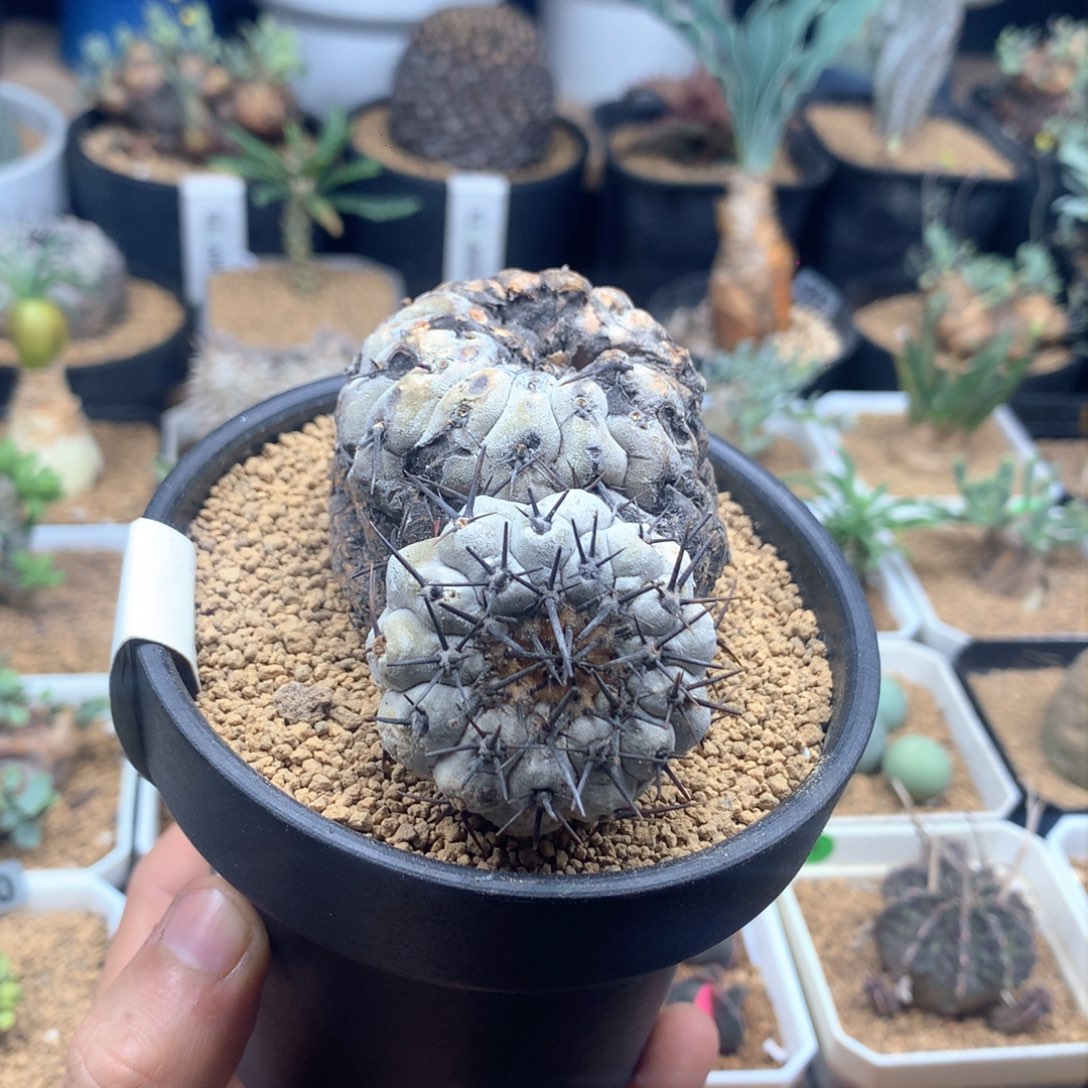 产地黑王丸脱土多肉