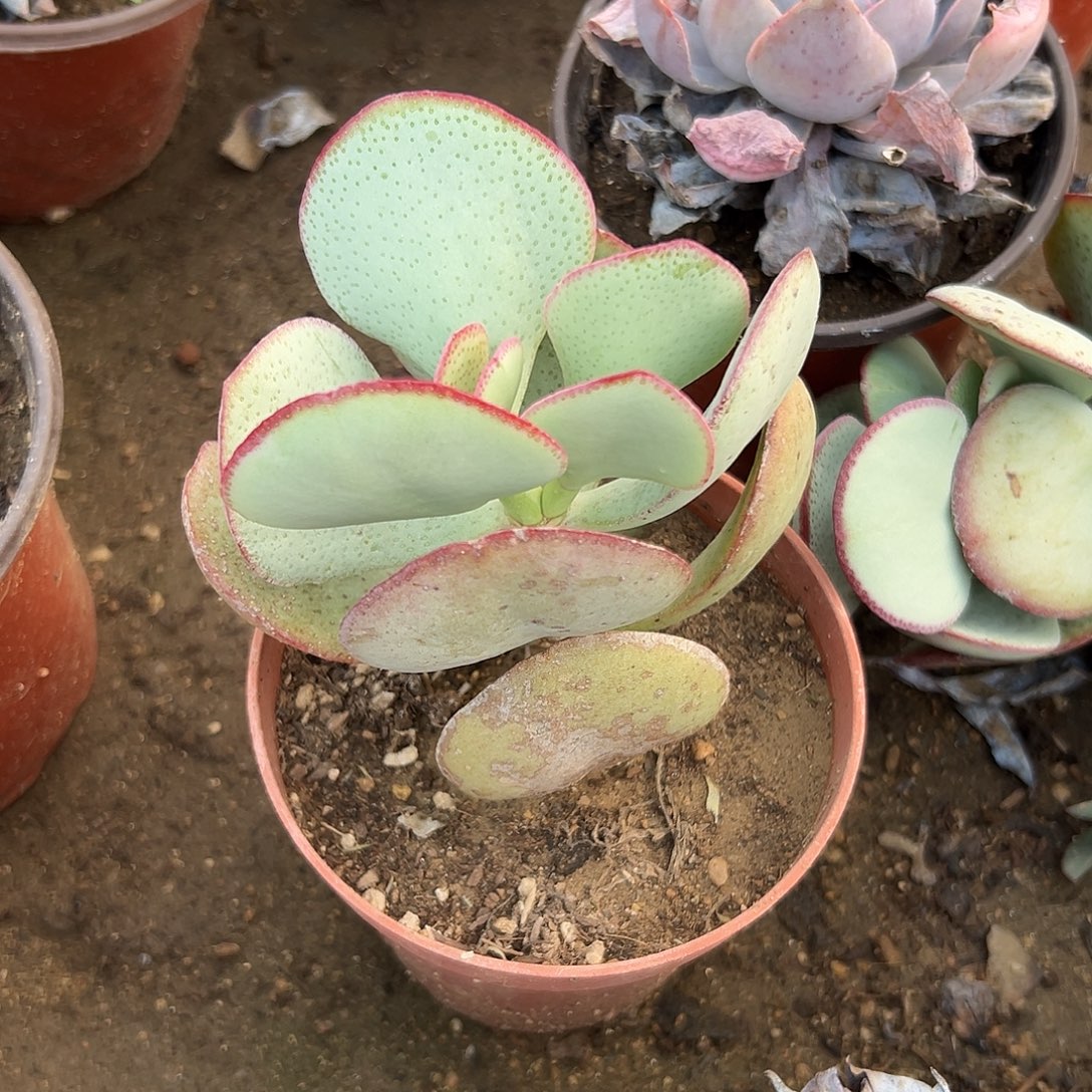 多肉植物蓝鸟花月