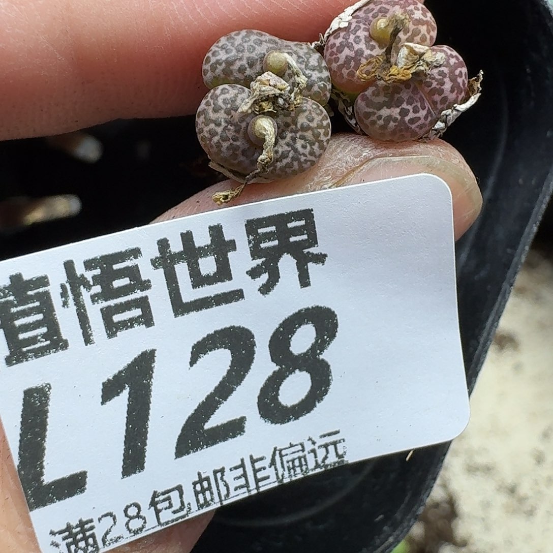 多肉植物的人生fghb