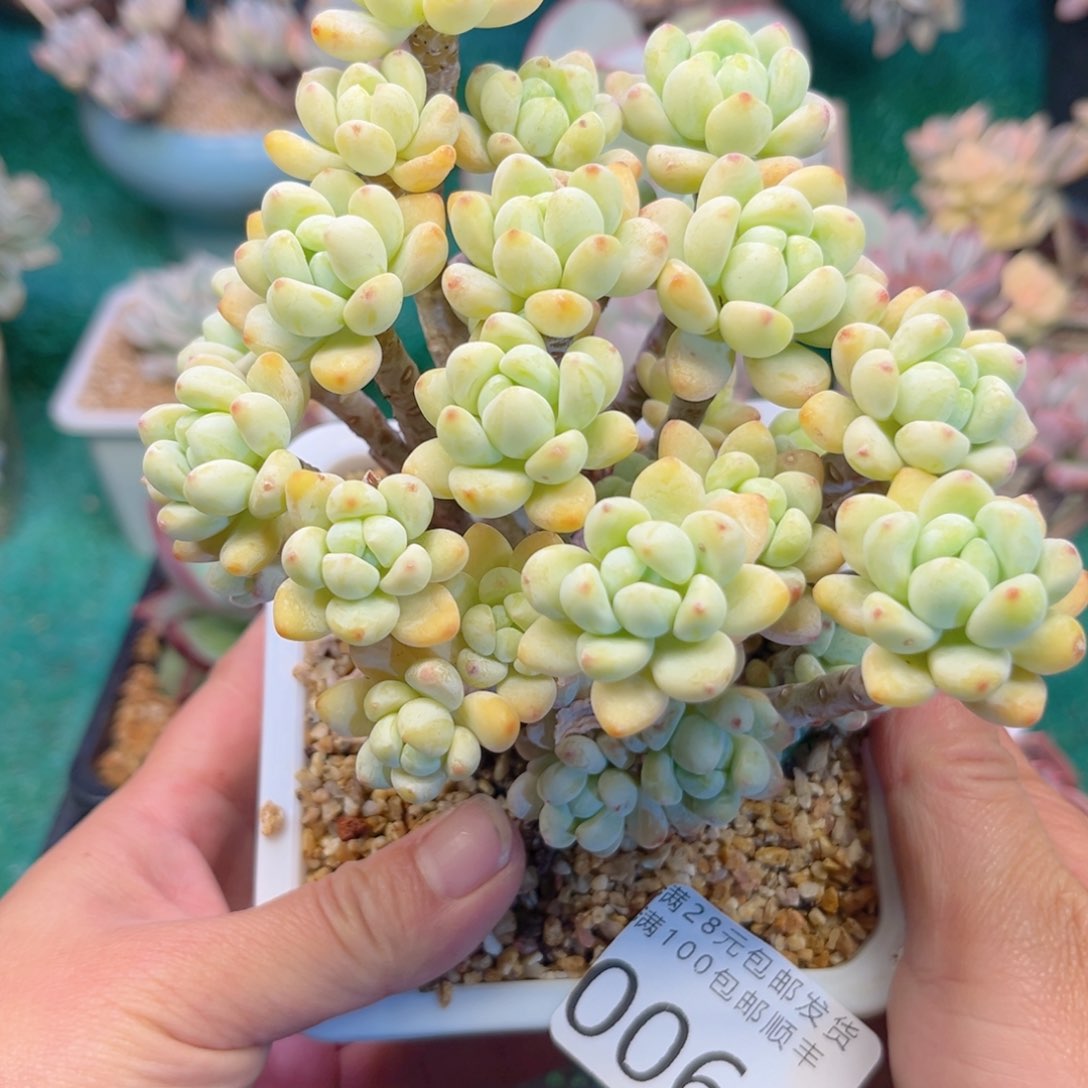 大0061？xv c n b n m