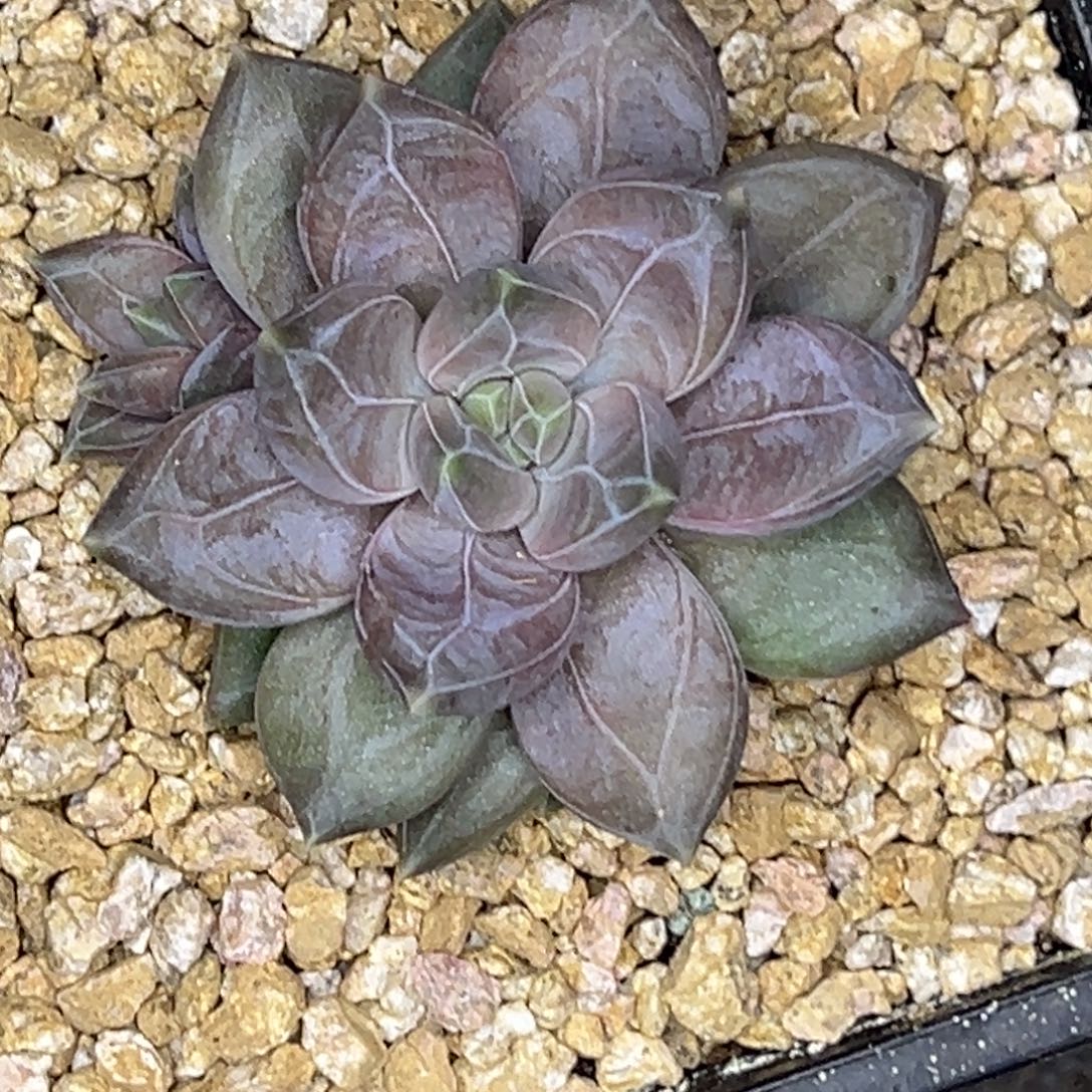 红***梦红尘似梦 邀月 发货