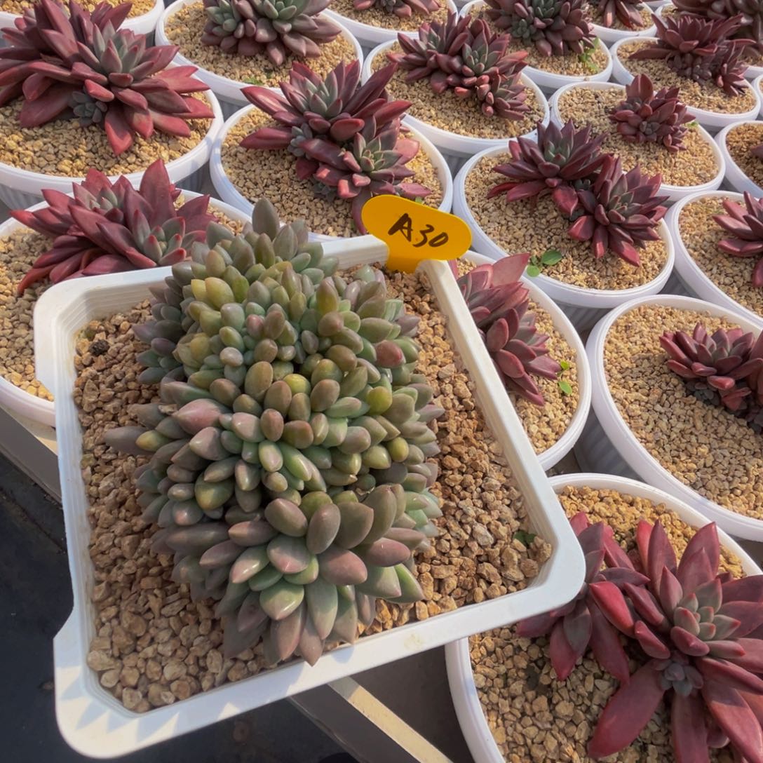 a30桃花源缀化呀呀呀