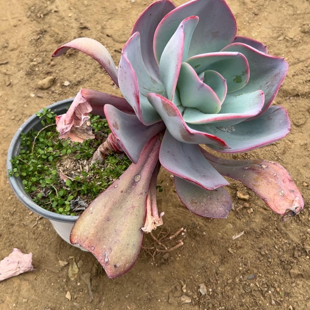 多肉植物多肉植物