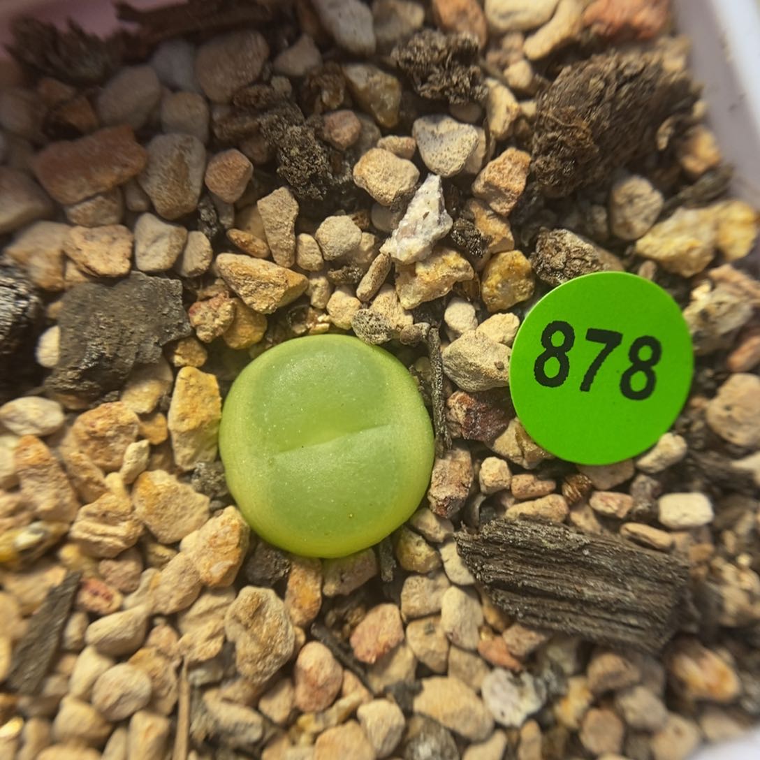 拉登1.2多肉植物878