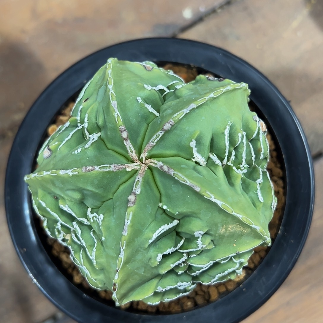 精选核桃888888888888