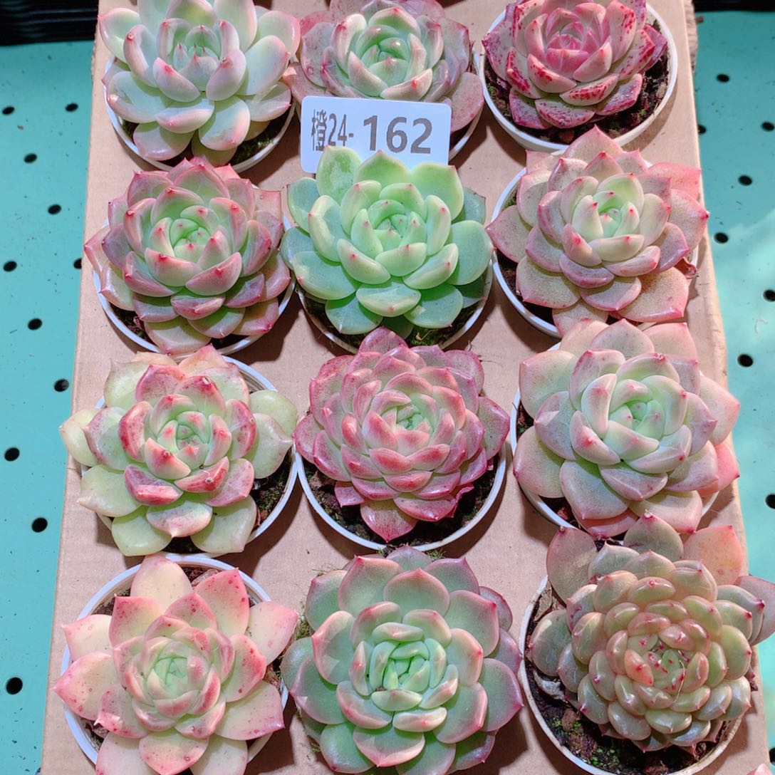 24-162一物一拍多肉带盆18颗