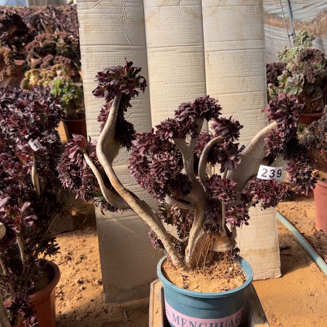 有伤黑缀239guanfu45