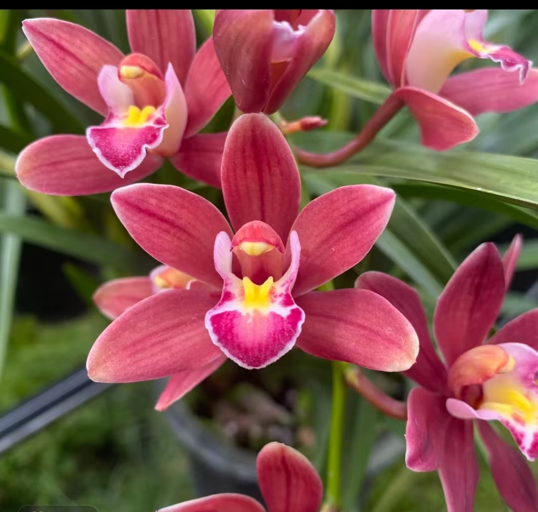 【中国红】兰花好养易活室内外花卉绿植