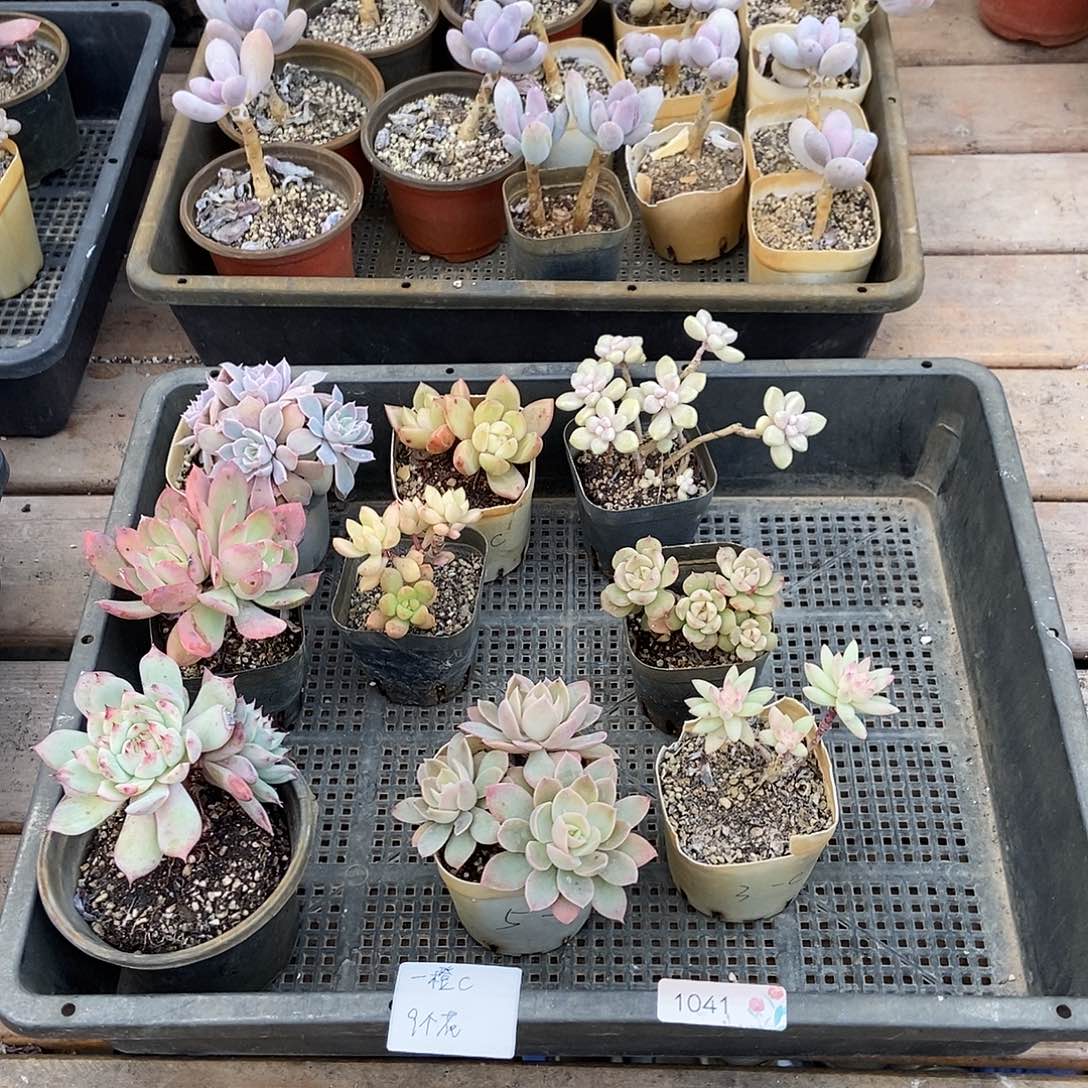 1041号多肉植物9个一橙专拍