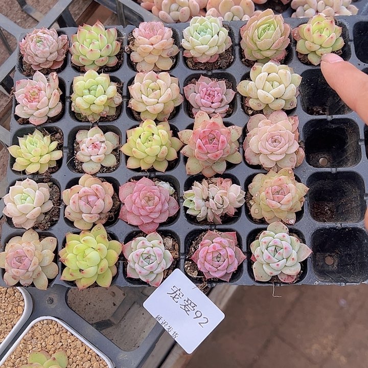 直播福利一物一拍92