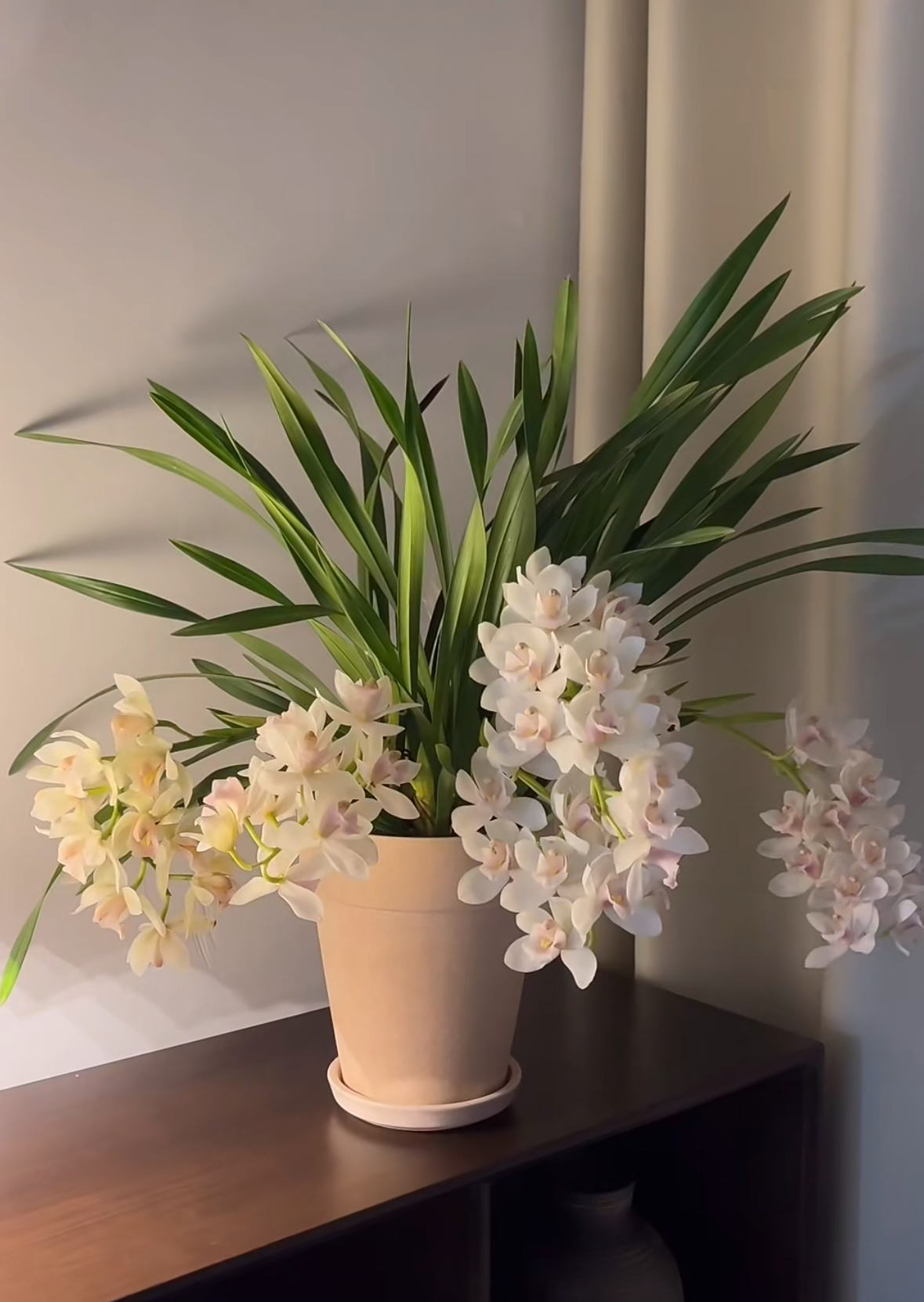 【白玉香兰】大花蕙兰盆栽室内好养兰花盆兰花带香味好闻