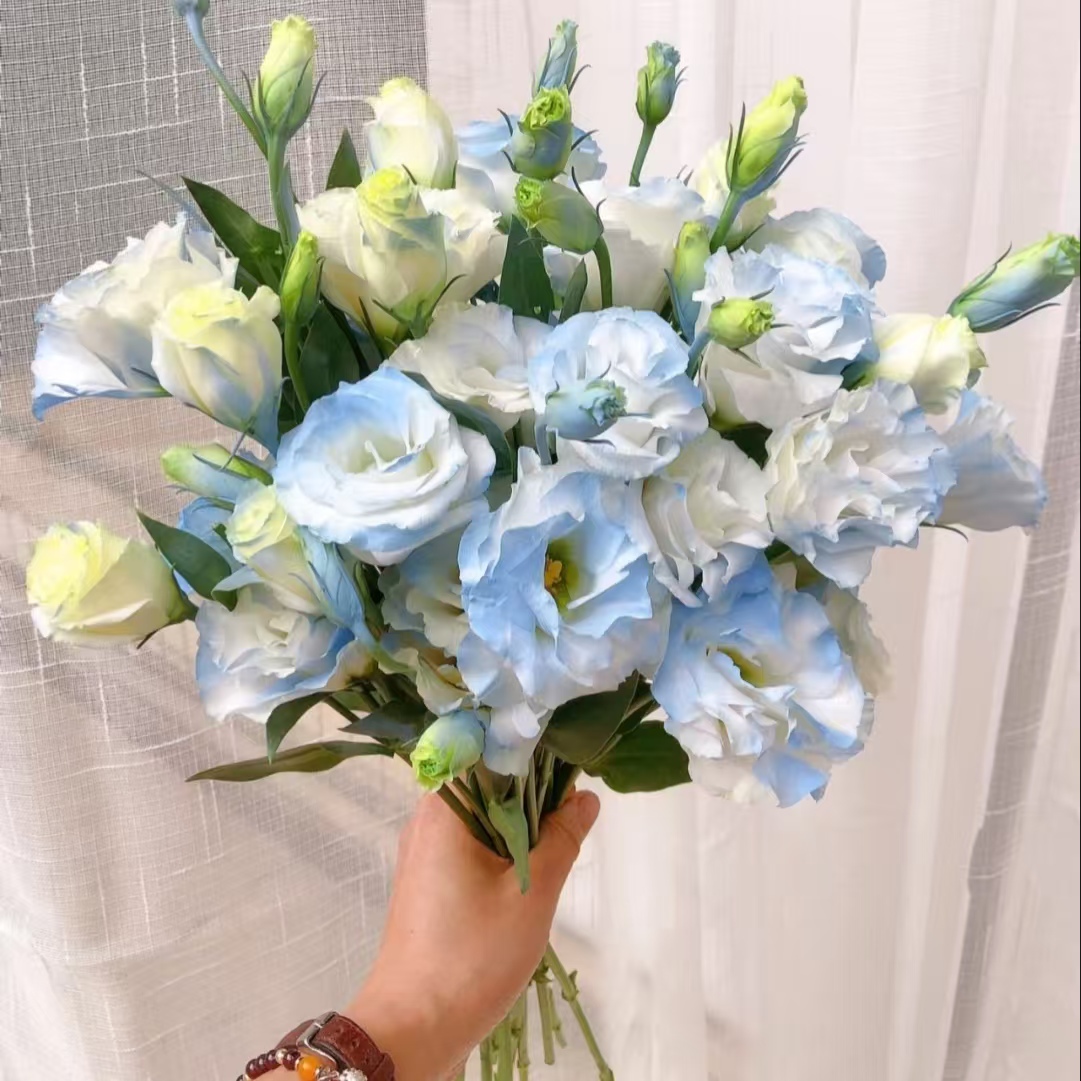 【碎冰蓝洋桔梗400g】任意2单鲜花升级顺丰/德邦