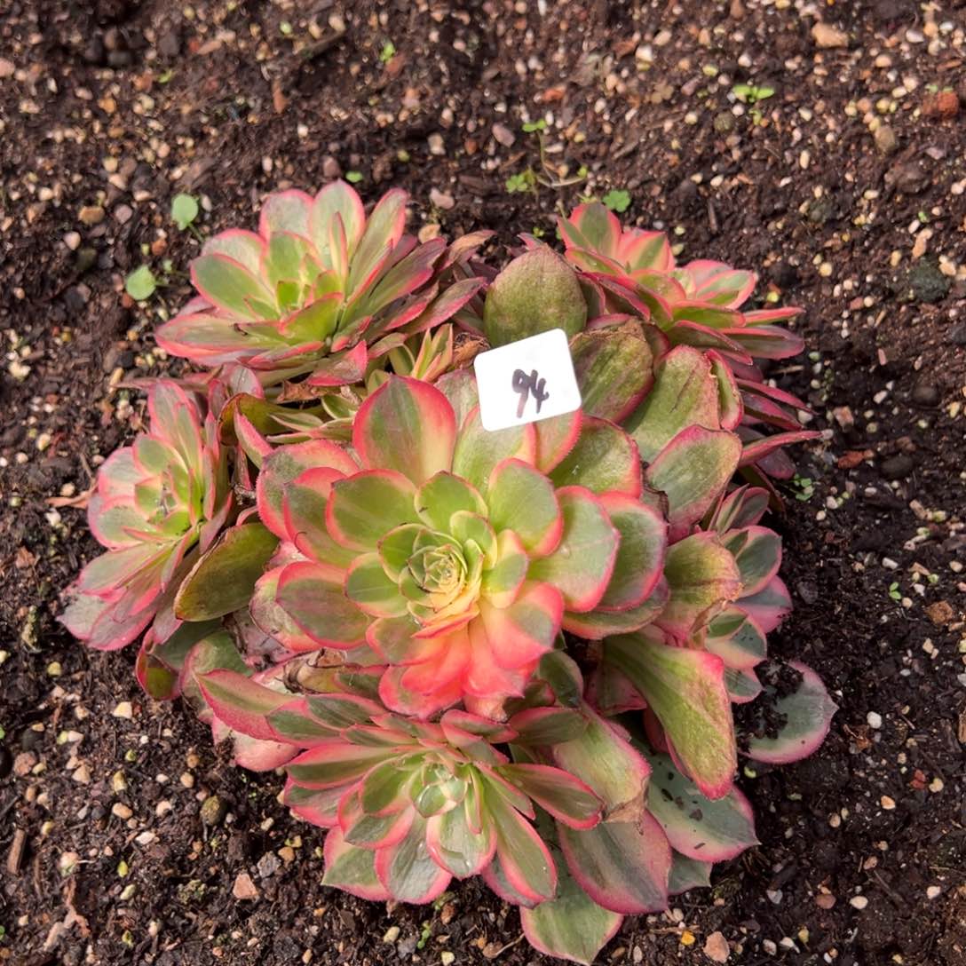 20包邮94黑魔锦多肉嘻嘻嘻