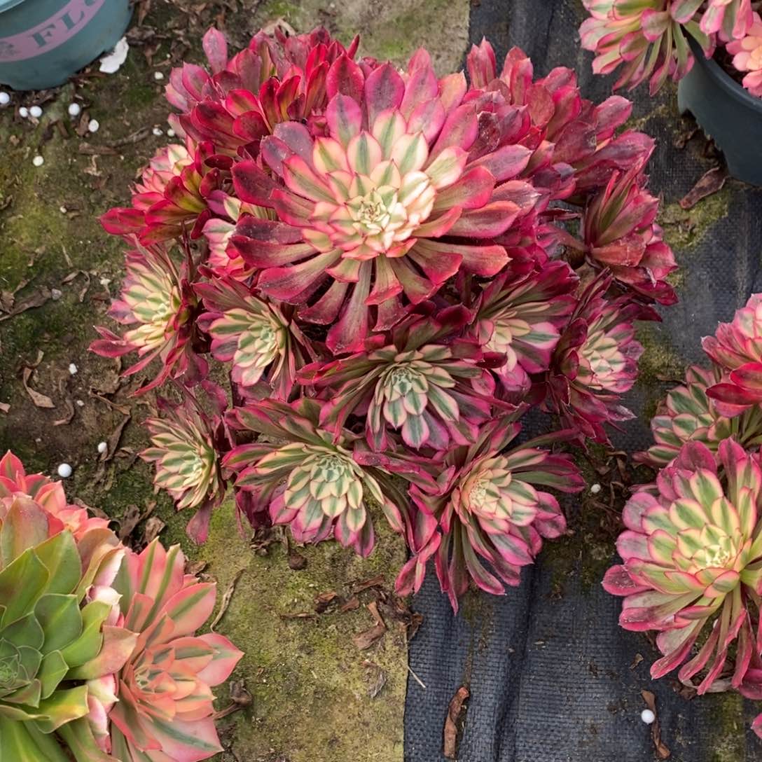 红彤白1727号红铜白1颗