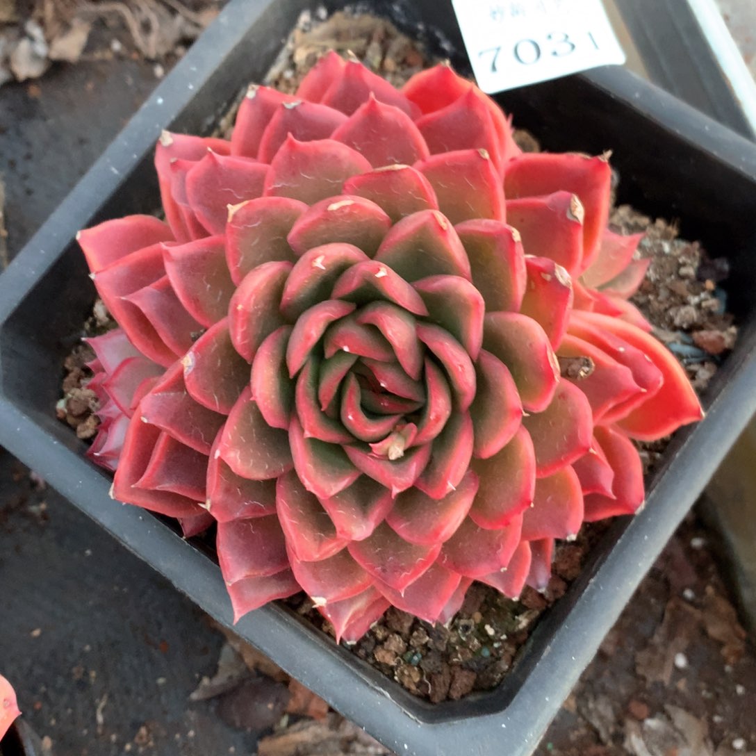 7031叶片有叶伤特价处理