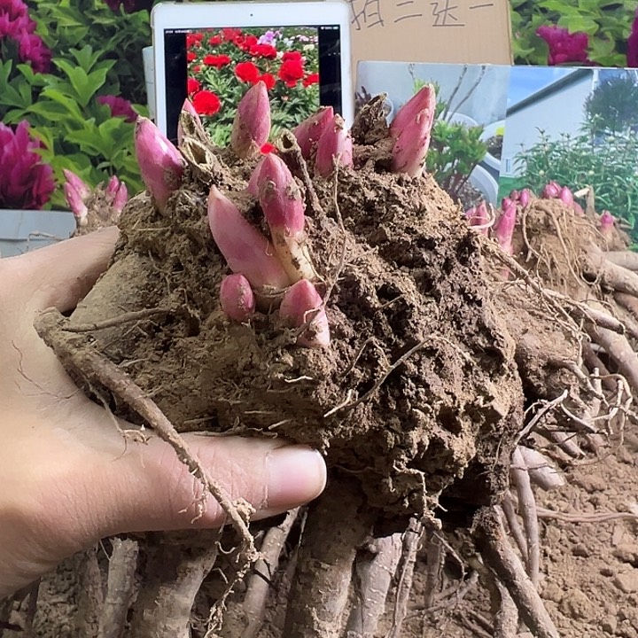 完全开放奶油碗白色