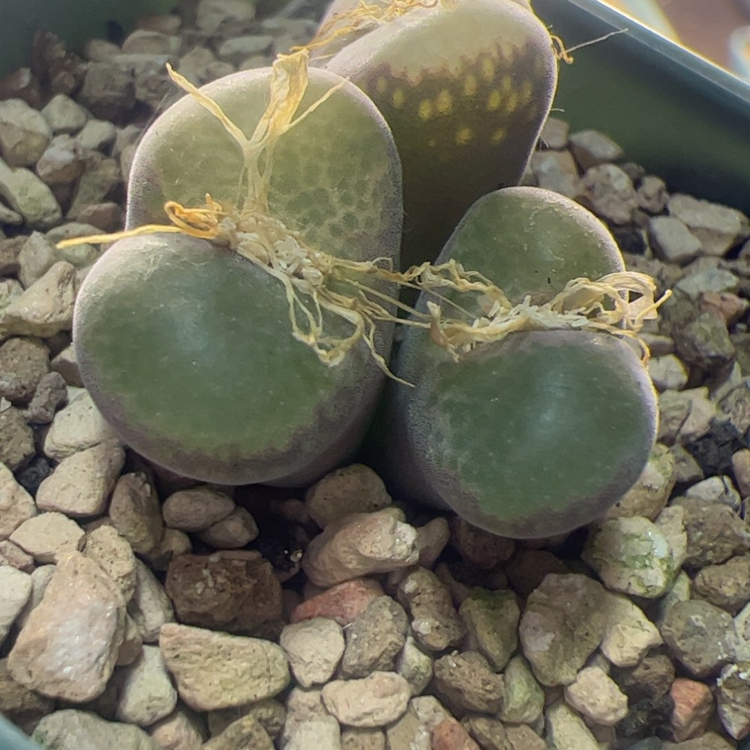 三头粉红女郎风铃玉  350