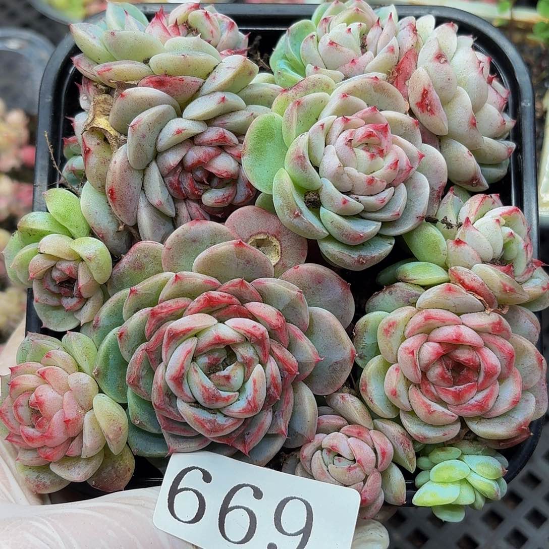 多肉植物多肉植物669