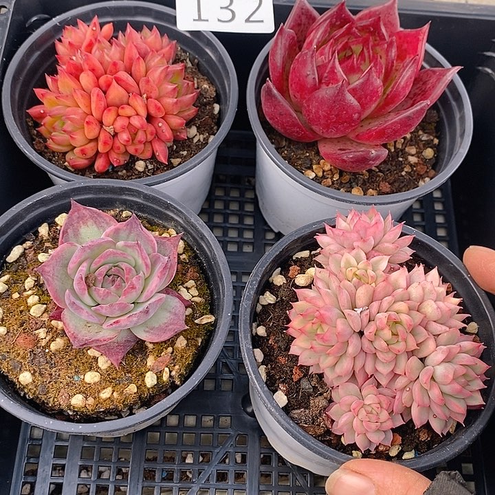 132 多肉植物盆栽花卉植物