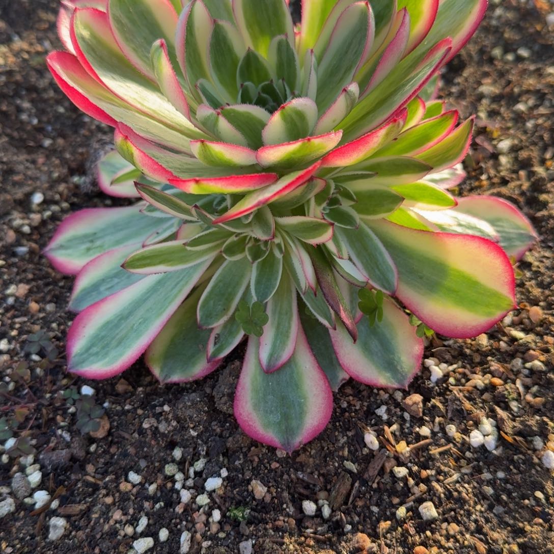 900荔枝。多肉植物