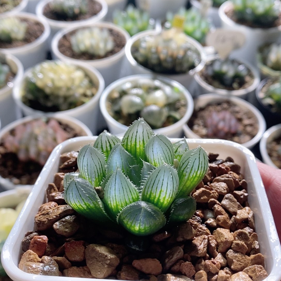 实生玉露多肉植物