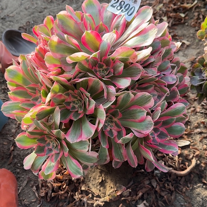 18-8法师粉女郎2890