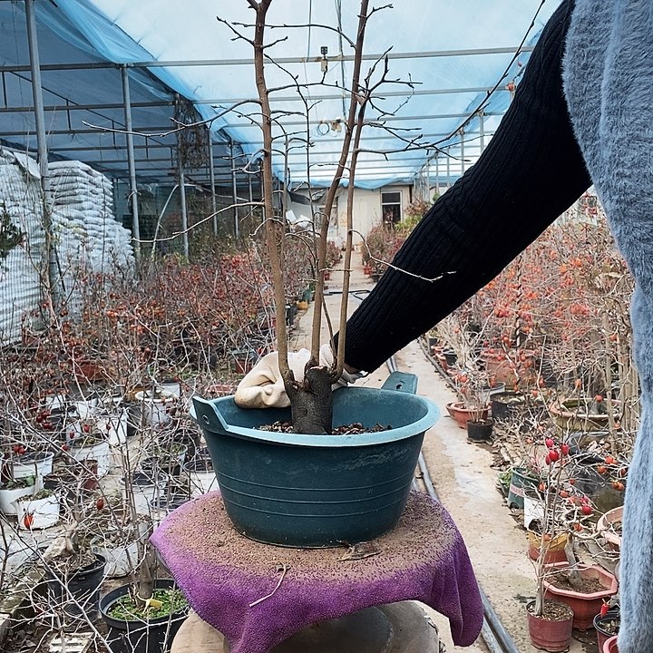 医***途大量花朵（建议范围：8朵-15朵 或40%以上）