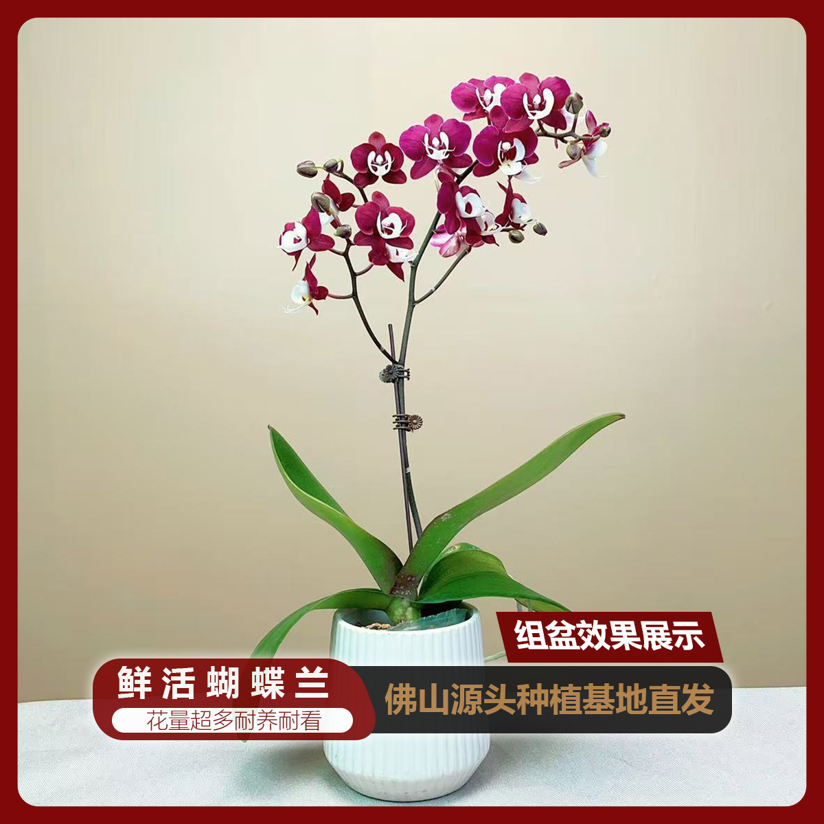 【相思A10】蝴蝶兰盆栽花卉植物室内绿植小盆景办公室摆件