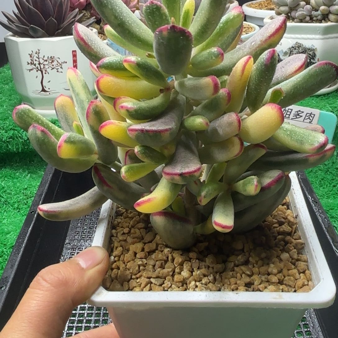 唐二姐多肉编号109