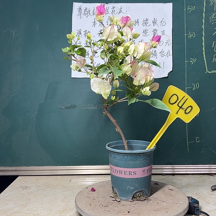 完全开放 造型 漳红樱  040