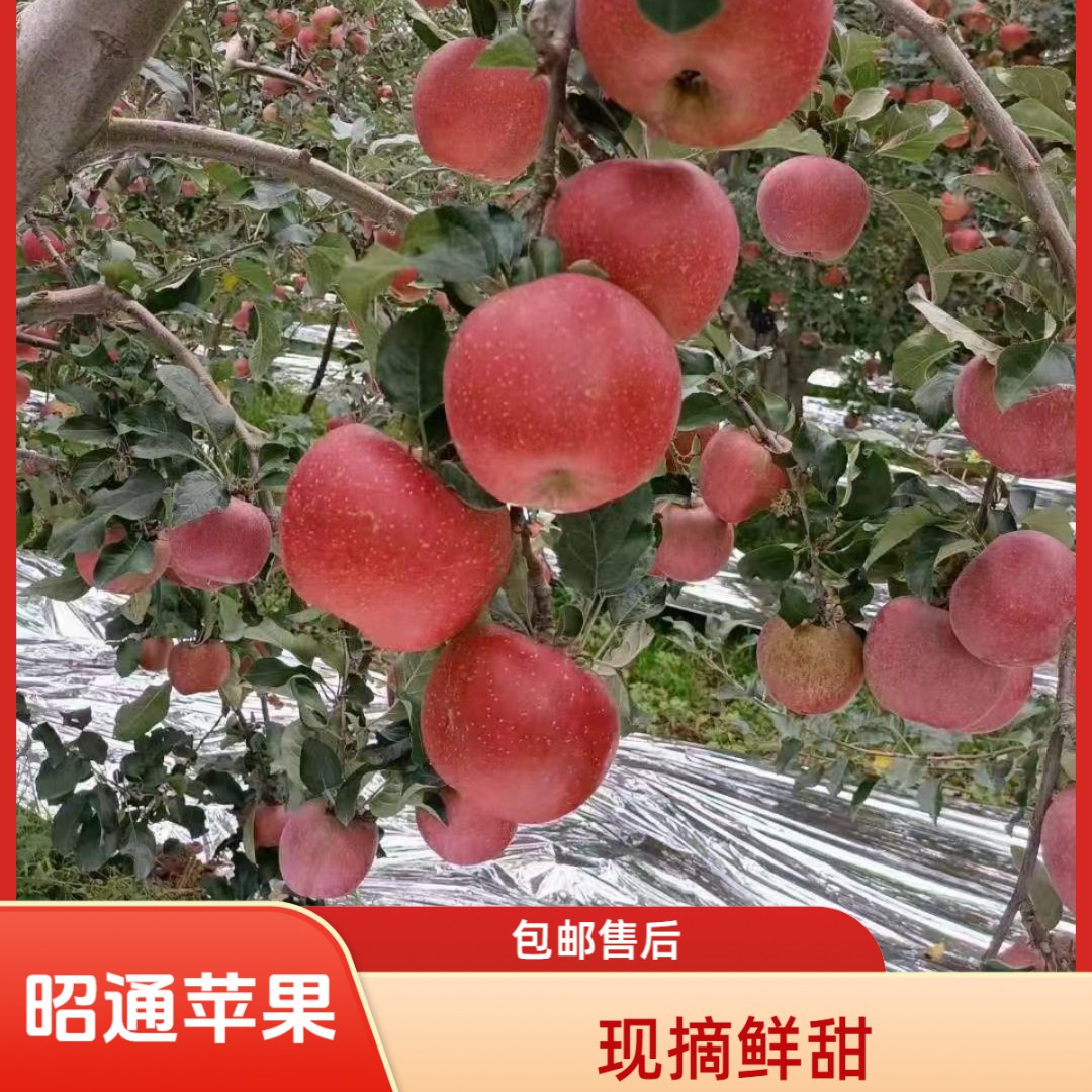 正宗云南昭通2001丑苹果现摘现发带一点点果酸味5斤9斤包邮包售后