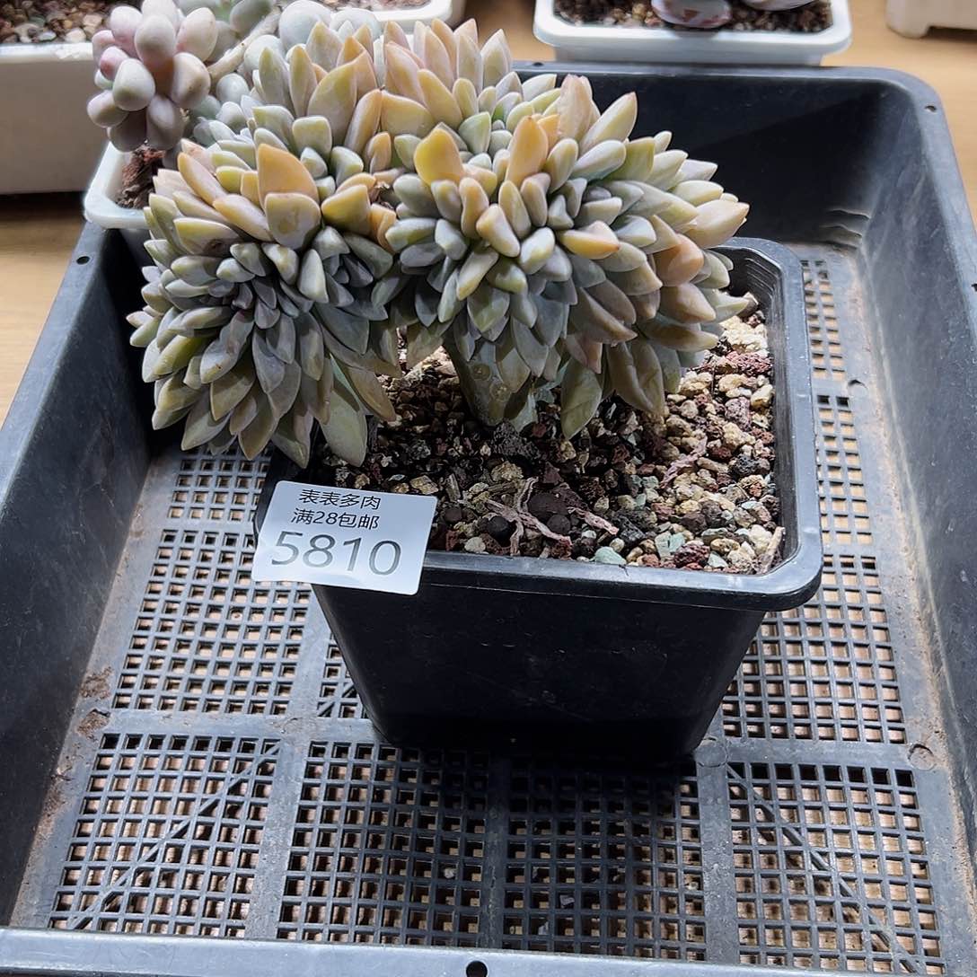 9号我们的确是一5810